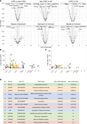 Post-Aire Medullary Thymic Epithelial Cells and Hassall’s Corpuscles as Inducers of Tonic Pro-Inflammatory Microenvironment